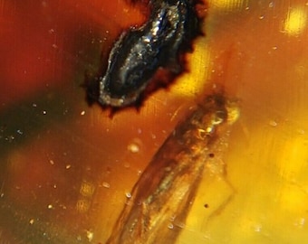 Fossil insect +strange Inclusion in Burmese amber, age of dinosaurs, 99 million years, burmite Myanmar Burma amber insect