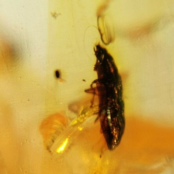 RARE FOSIL BEETLE in Burmese amber, Burmite, 99 million years old, Cretaceous, Myanmar Burma, amber with fossil insect.