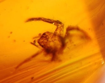 Amber with insect, Arachnid 99 million year old spider, fossils, Cretaceous fossil!!! Amber Burmite