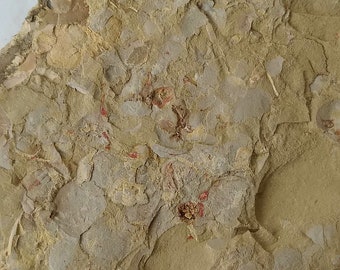 SEASHELLS, from the Cambrian period (about 100 million years), Yunnan deposits.