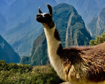 Llama, Peru, Machu Picchu, Andes Mountains, Incas, Digital Download, Photo Download, Fine Art Photography