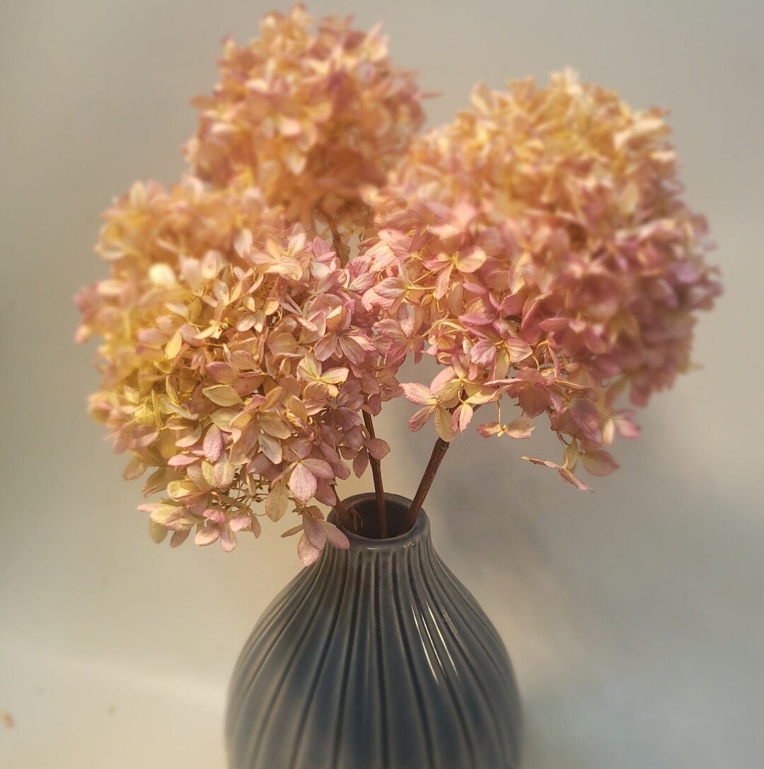 Preserved Light Pink/peach Hydrangeas on Stems Bundle - Etsy