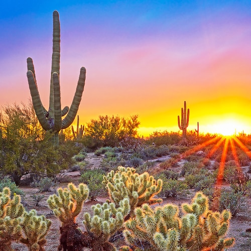 Southwest Print Arizona Sunset Desert Cacti Art Extra Large - Etsy