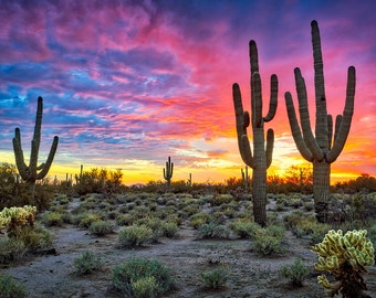 Arizona Desert Wall Art, Saguaro Sunset Print, Large Arizona Landscape Canvas, Sonoran Desert, Scottsdale, Colorful Wall Office Decor