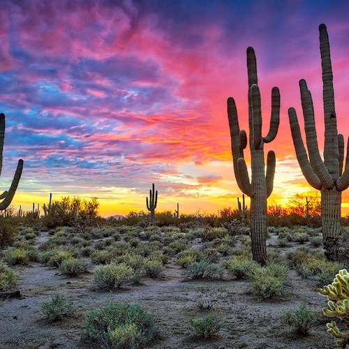 Sunset in Sonoran Desert Canvas Print Arizona Wall Art - Etsy