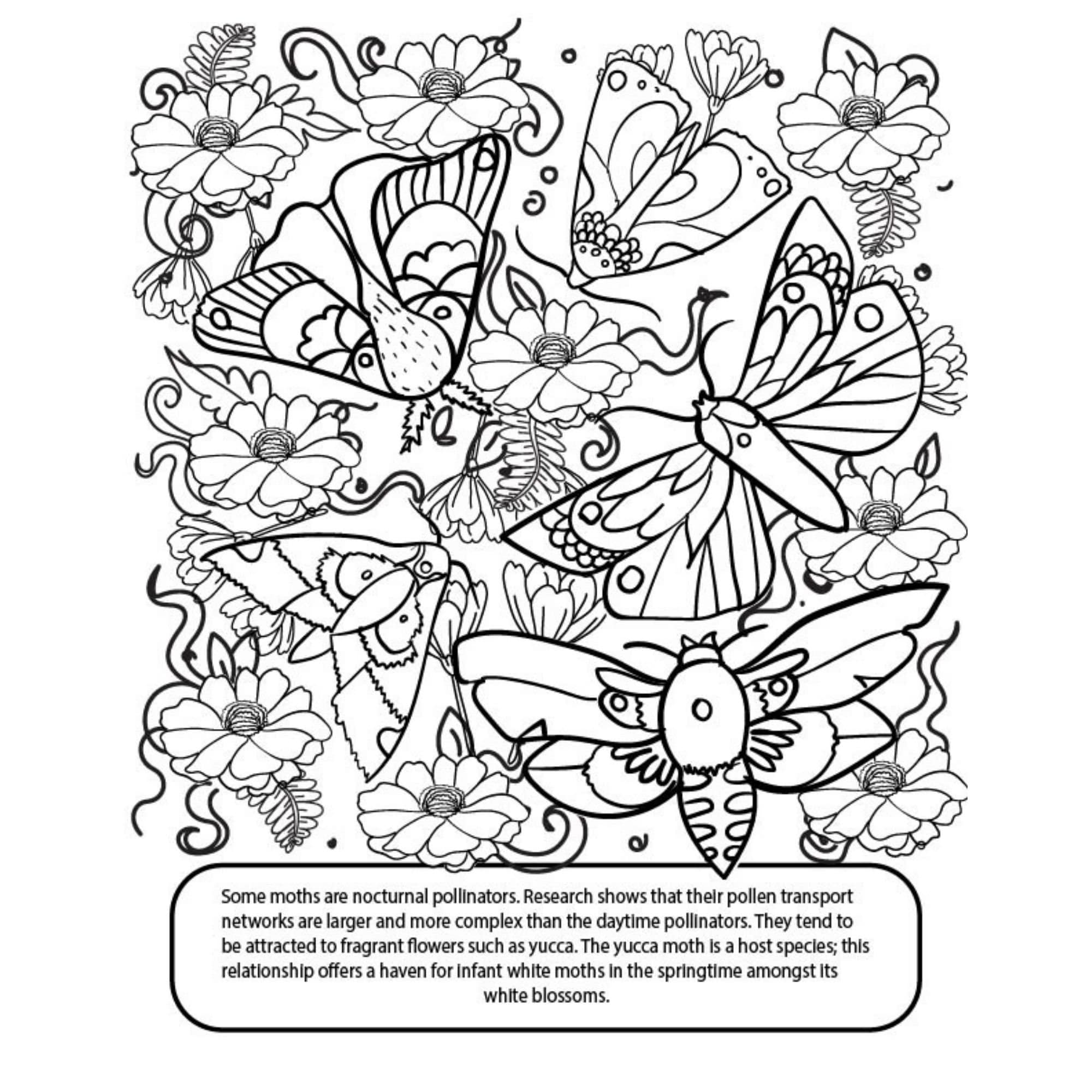 garden-pollinators-coloring-page-herb-plant-coloring-page-etsy