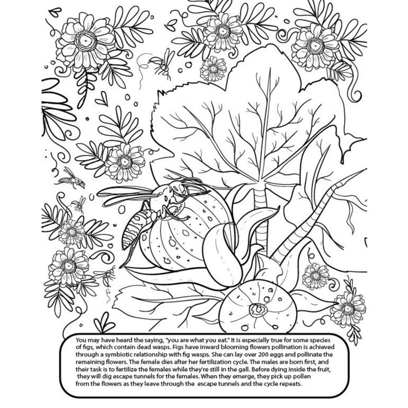 garden-pollinators-coloring-page-herb-plant-coloring-page-etsy