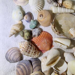 1.5kg Natural Seashell Mix – Coastal Ocean Treasures for Crafting ...