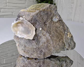 May include: A rough, grey, triangular-shaped rock specimen featuring a smooth, translucent, white, shell-like mineral formation embedded on its left side. The rock has a textured, uneven surface with small crystalline deposits scattered across it.