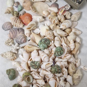 May include: A large collection of seashells in various shapes, sizes, and colors, including white, brown, green, and pink. The shells are arranged in a pile on a white surface.