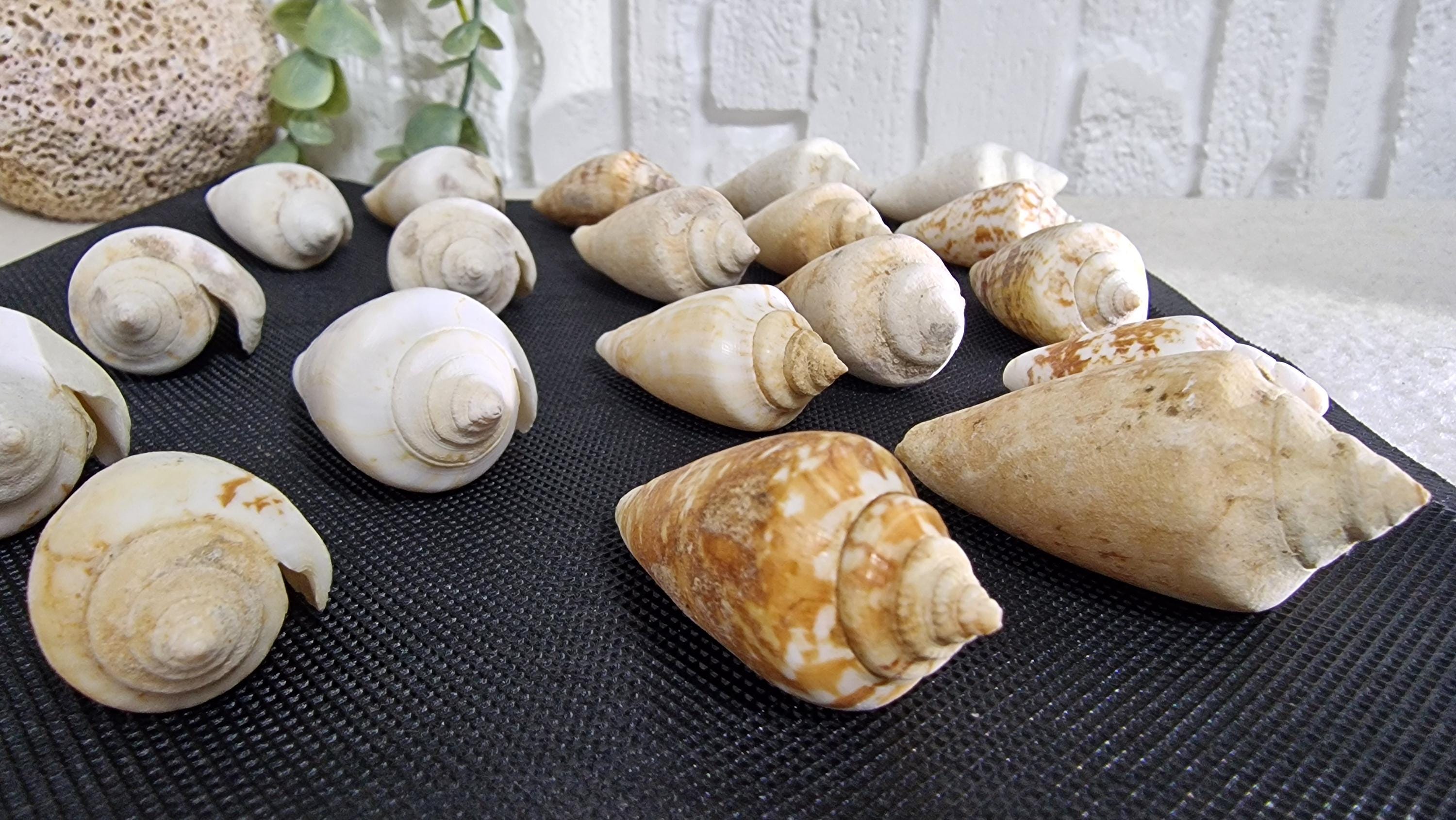 ペルシャの巻き貝20個 – ナチュラルな海岸装飾、クラフト用品 - Etsy 日本