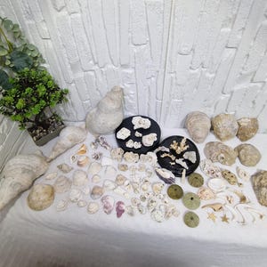 Large Mediterranean Marine Fossil Collection – 2.4kg Lot of Seashells, Corals, Sea Life & Subfossils – Rare Natural History Specimens Decor