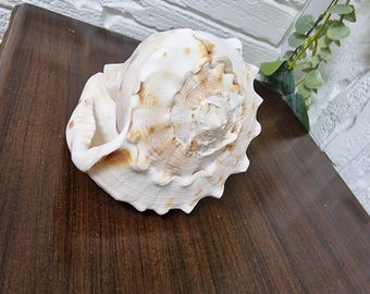 Rare Large Vintage Queen Helmet Sea Snail Shell - Emperor Cassis madagascariensis Ocean Decor, Beach Theme, Natural Collectible, Home Decor