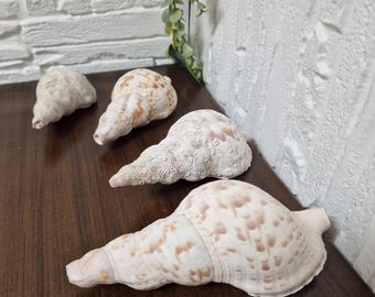 Lot of 4 Triton's Trumpet Sea Snail Shells - Natural Marine Decor, Giant Triton Shells, Collectible Ocean Specimens, Coastal Home Decor