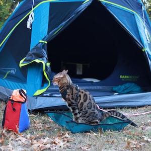 Kit de arena portátil 3 en 1 para gatos: solución de viaje