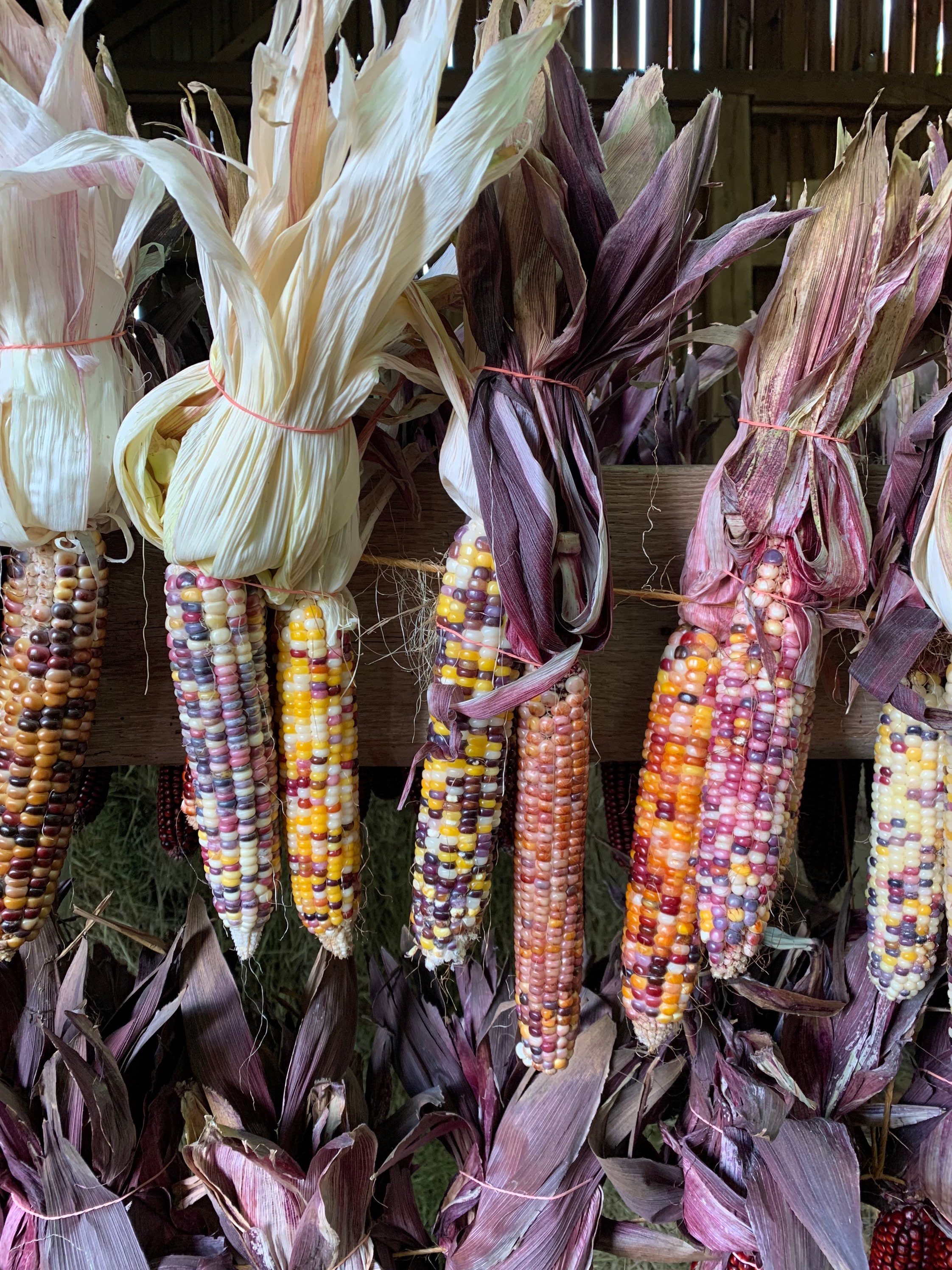 Indian Corn Multi Colored - Etsy