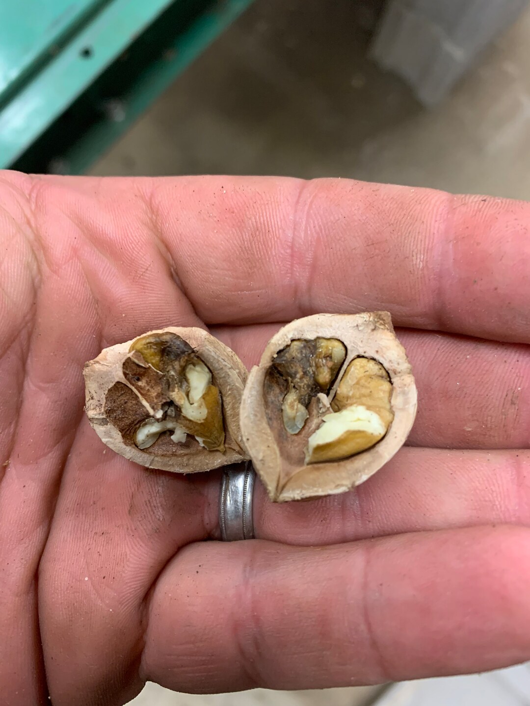 Shellbark Hickory Nuts 5 Pounds Etsy