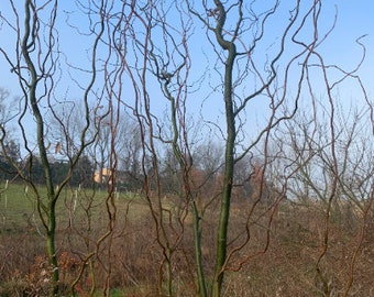 Willow Cuttings to Plant