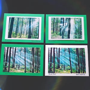 Cartes de vœux photo - Florale, pittoresque, Forêts, Feuillage - Ensembles de 4 cartes ou individuelles disponibles - Vierge à l’intérieur.