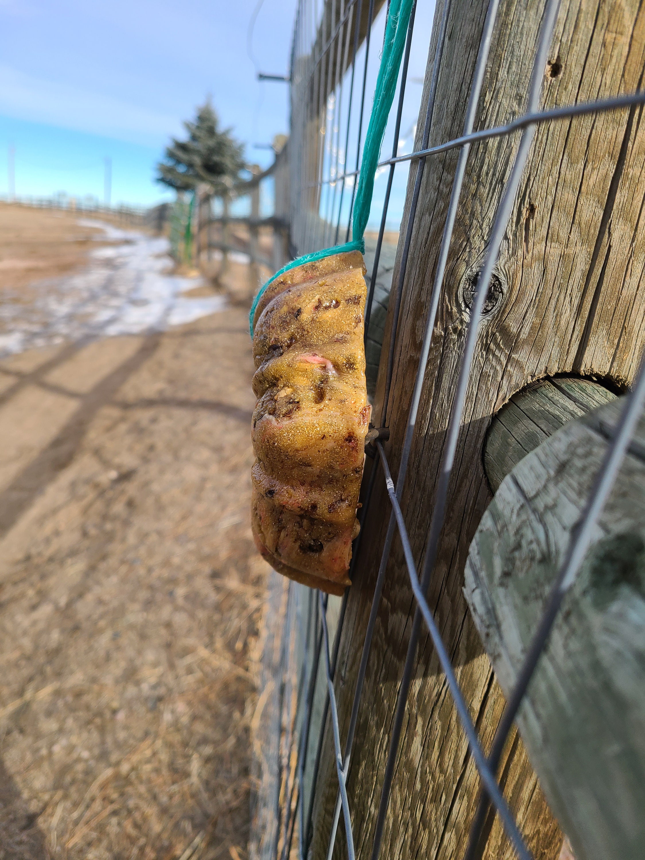 Hanging Horse Treats With Electrolytes Etsy