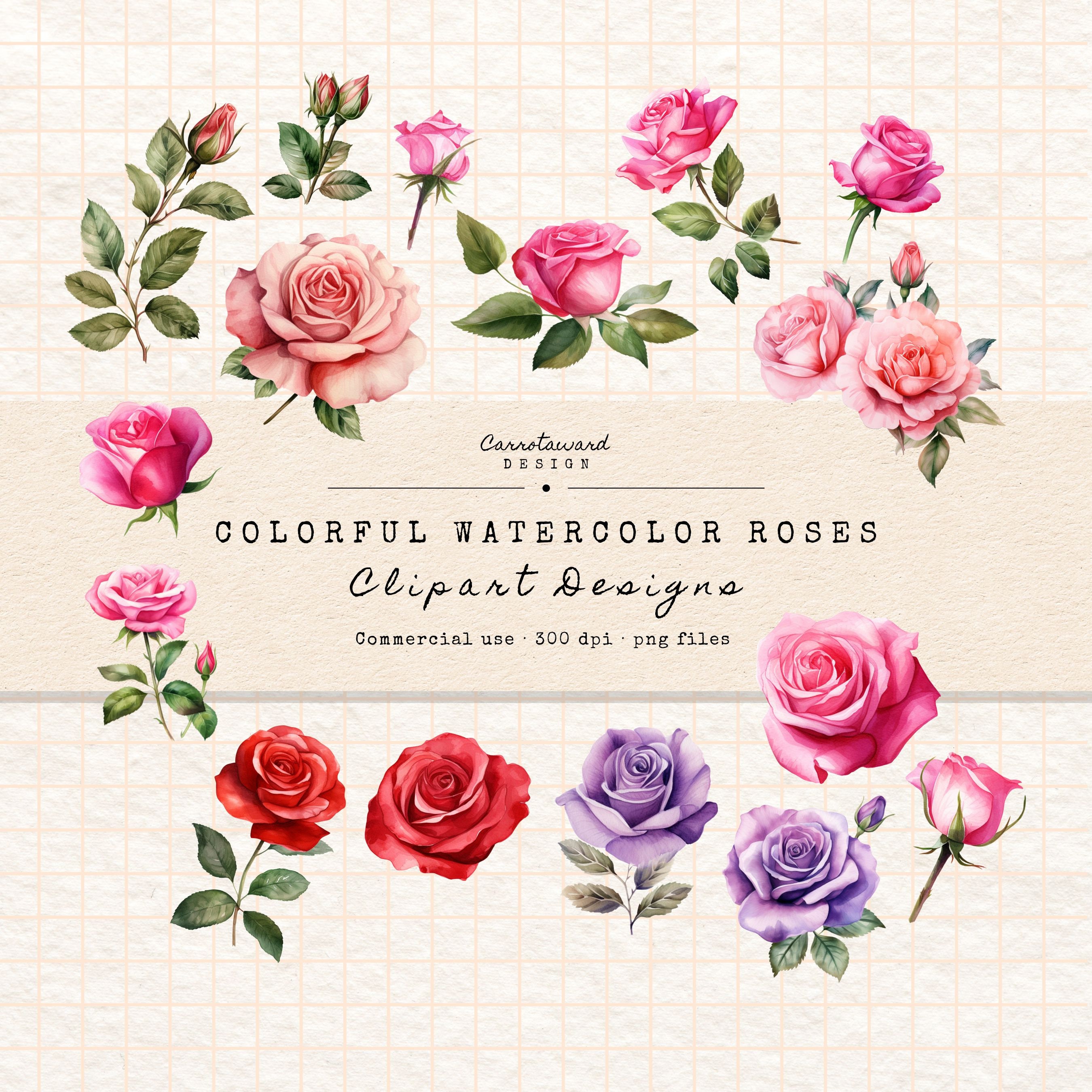50+ Watercolor Rose Clipart Designs - Digital Stickers - Pink, Red, Violet colorful Roses in PNG format -Instant download for commercial use