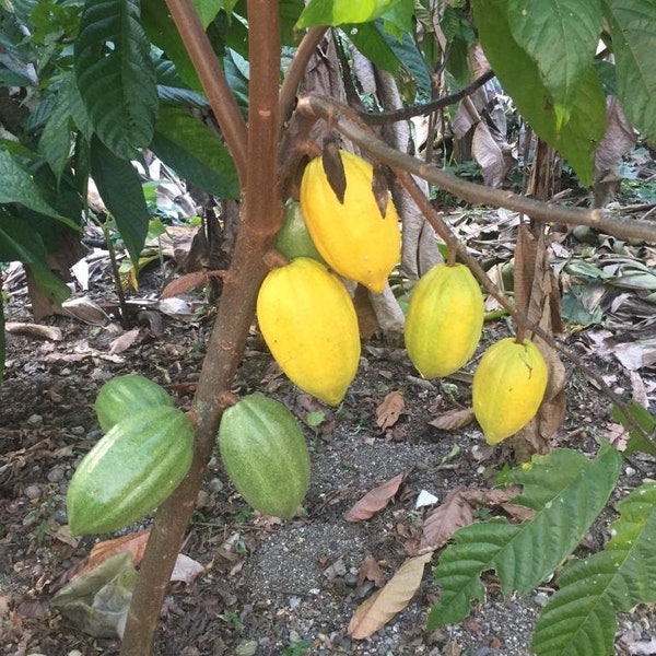 Theobroma Organic Cacao Nibs