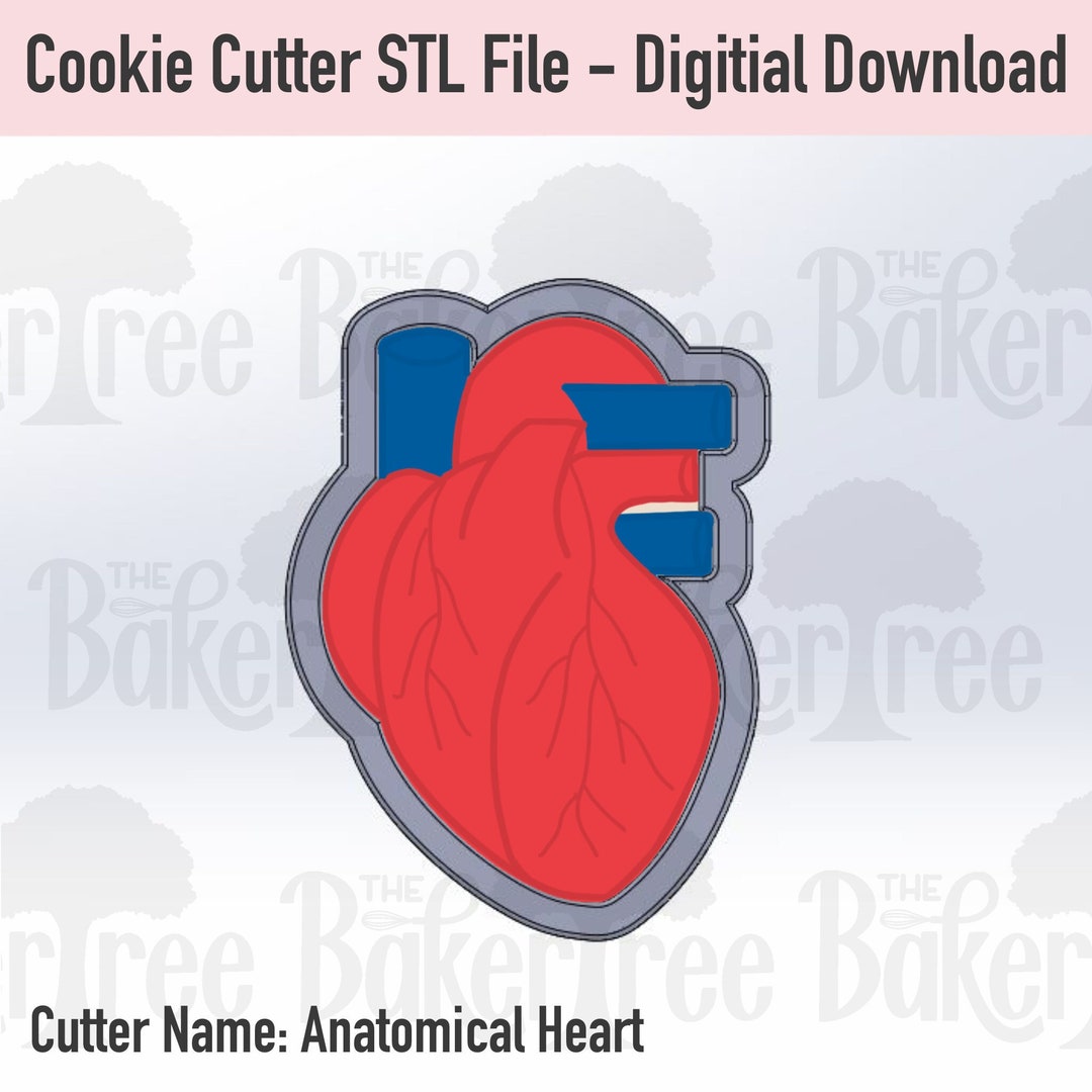 Anatomical Heart - STL File Cookie Cutter - Digital Download - Etsy