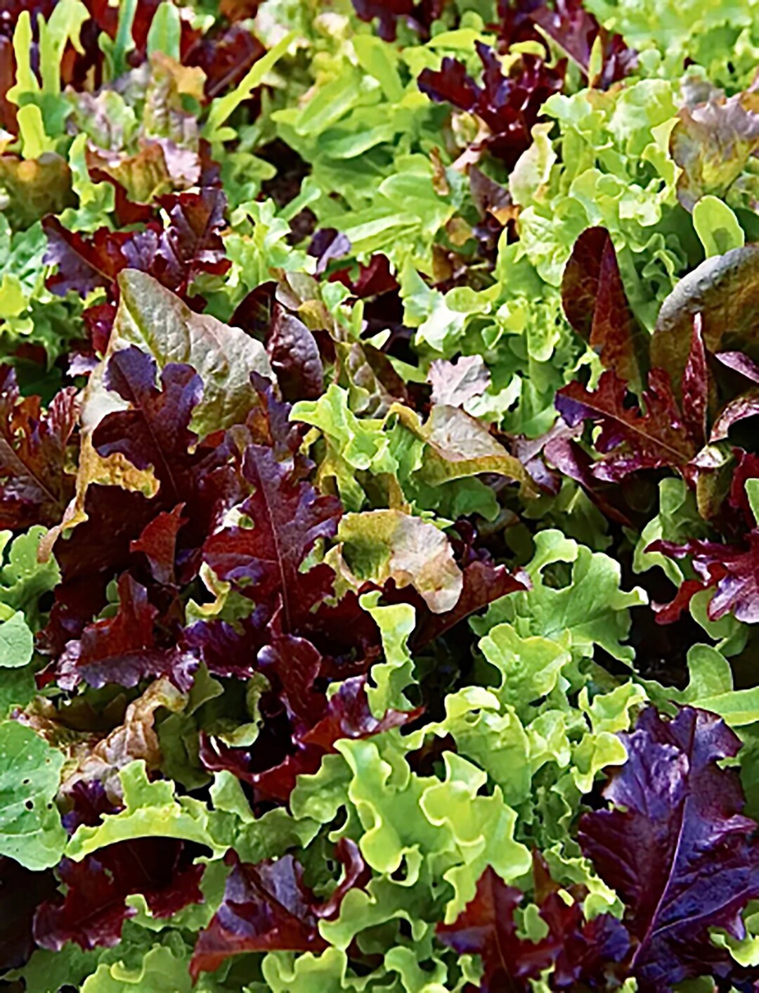 Gourmet Salad Blend Lettuce 100 Seeds NONGMO Heirloom. Etsy