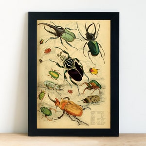 Beetle Insect Wall Art, Digital Download, Entomology Print, Modern Home Decor, Print At Home Vintage Bug Poster, Vertical Art
