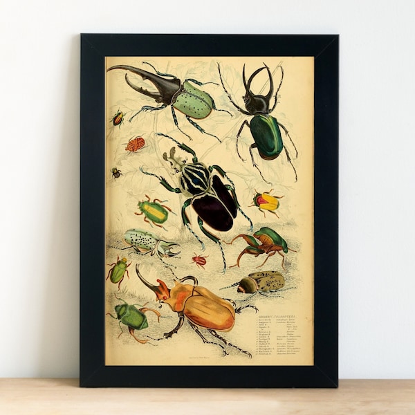 Insect Art - Etsy