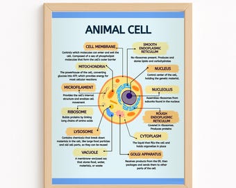 EDUCATIONAL- Animal Cell Poster - Etsy