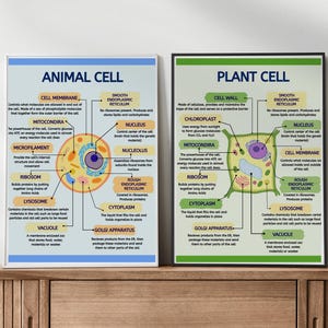 thumbnail image 2 of CellCraft Animal Cell & Plant Cell Poster Set - 2 Bahrain 2 of 13