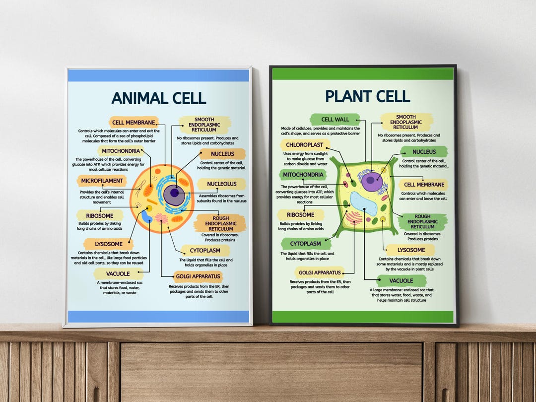 Animal & Plant Cell Structure Poster Set, Biology Classroom Decor ...