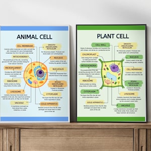Posterset celstructuur dieren en planten, decor biologie klas, wetenschappelijke muurkunst, afdrukbaar