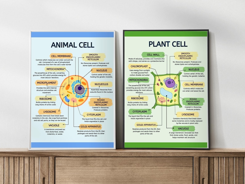 Animal & Plant Cell Structure Poster Set, Biology Classroom Decor ...
