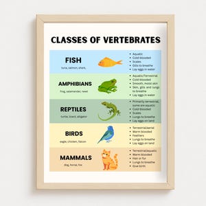 May include: A framed educational poster titled "Classes of Vertebrates." The poster features colorful illustrations of fish, amphibians, reptiles, birds, and mammals, along with their key characteristics. The text includes details about each class, such as their habitat and method of reproduction.