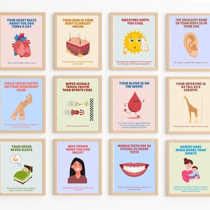 Puede incluir: Doce carteles educativos enmarcados con datos sobre el cuerpo humano. Cada cartel tiene un marco de madera clara y una ilustración colorida. Los temas incluyen el corazón, la piel, la oreja y el cerebro. El texto es en negrita y sin serif.