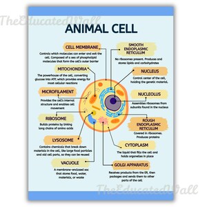 Animal & Plant Cell Structure Poster Set, Biology Classroom Decor ...