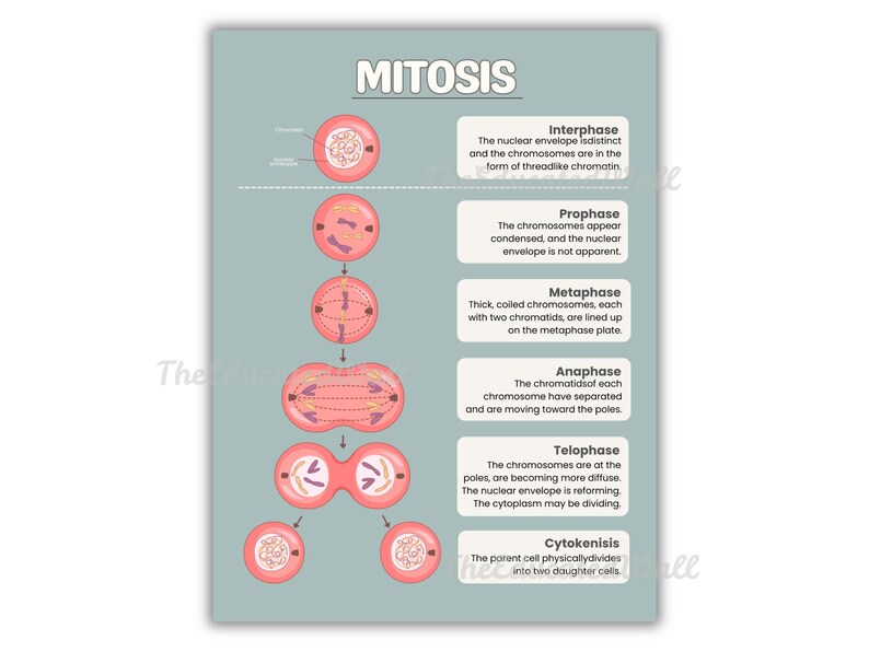 Mitosis Cell Division Poster, Biology Classroom Decor, High School ...
