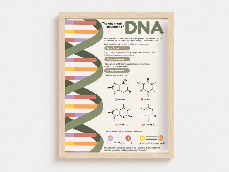 DNA Structure Poster, DNA Chart, Nucleotide Diagram, Biology Classroom ...