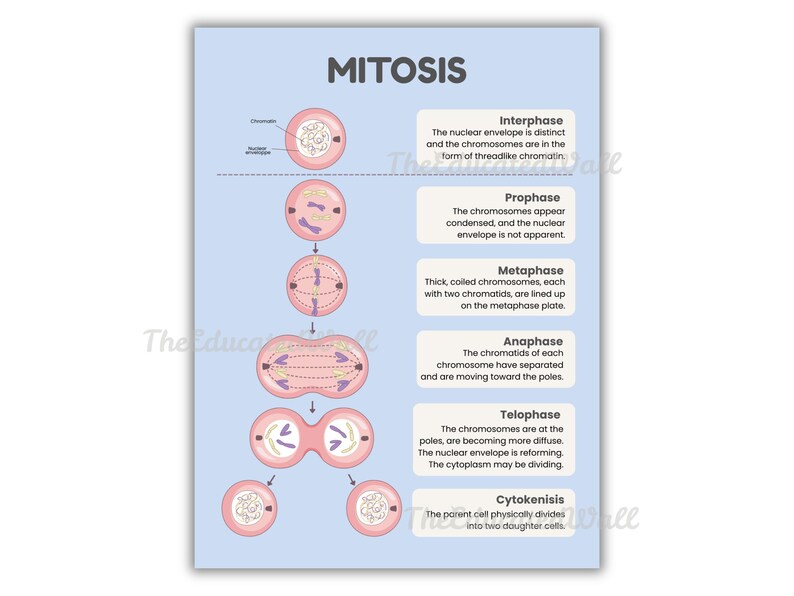 Mitosis Cell Division Poster, Biology Classroom Decor, High School ...