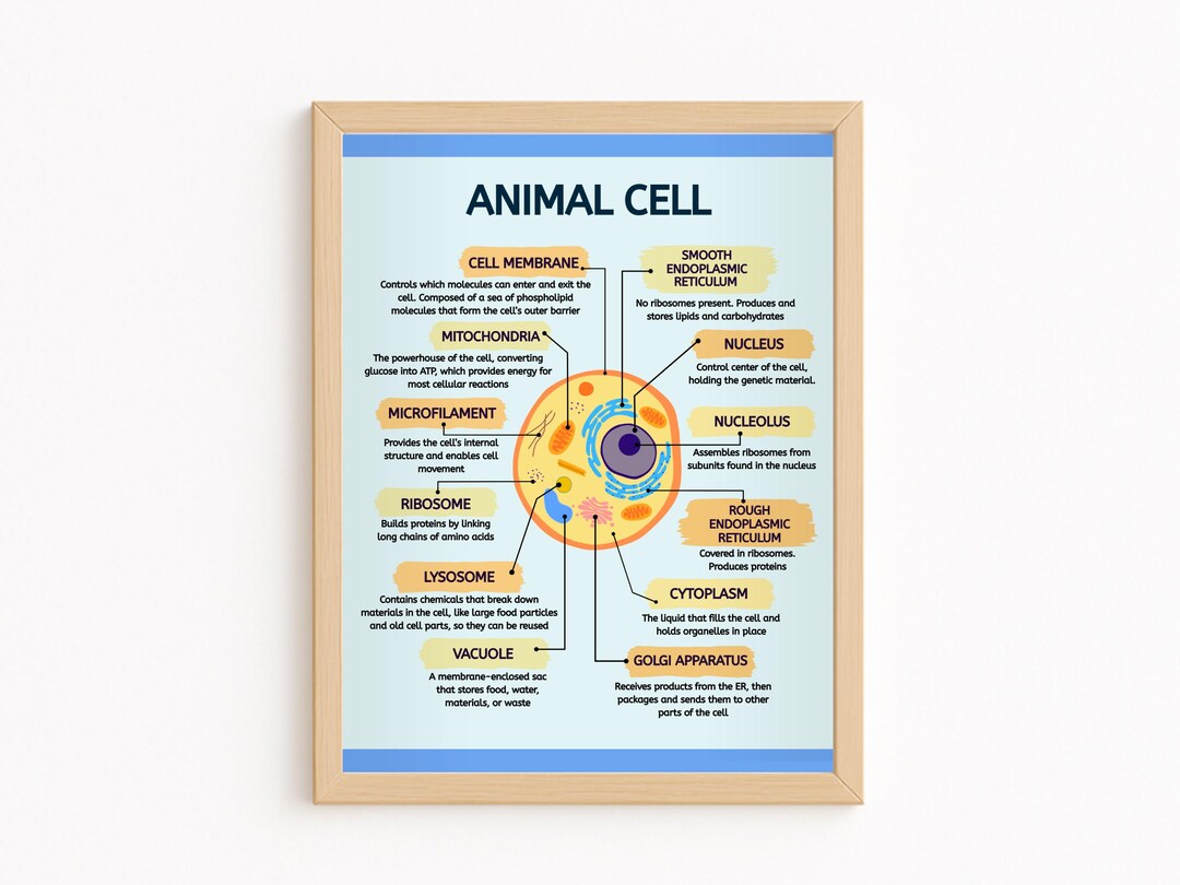 Animal Cell Poster, Biology Classroom Decor, Cell Diagram Printable ...