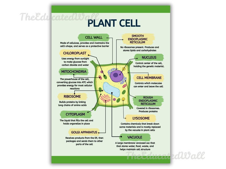 Animal & Plant Cell Structure Poster Set, Biology Classroom Decor ...