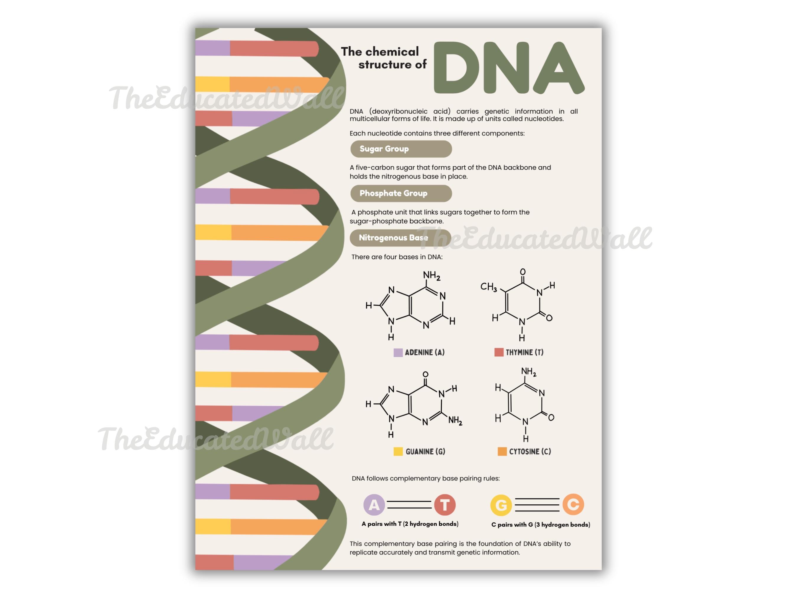 DNA Structure Poster, DNA Chart, Nucleotide Diagram, Biology Classroom ...
