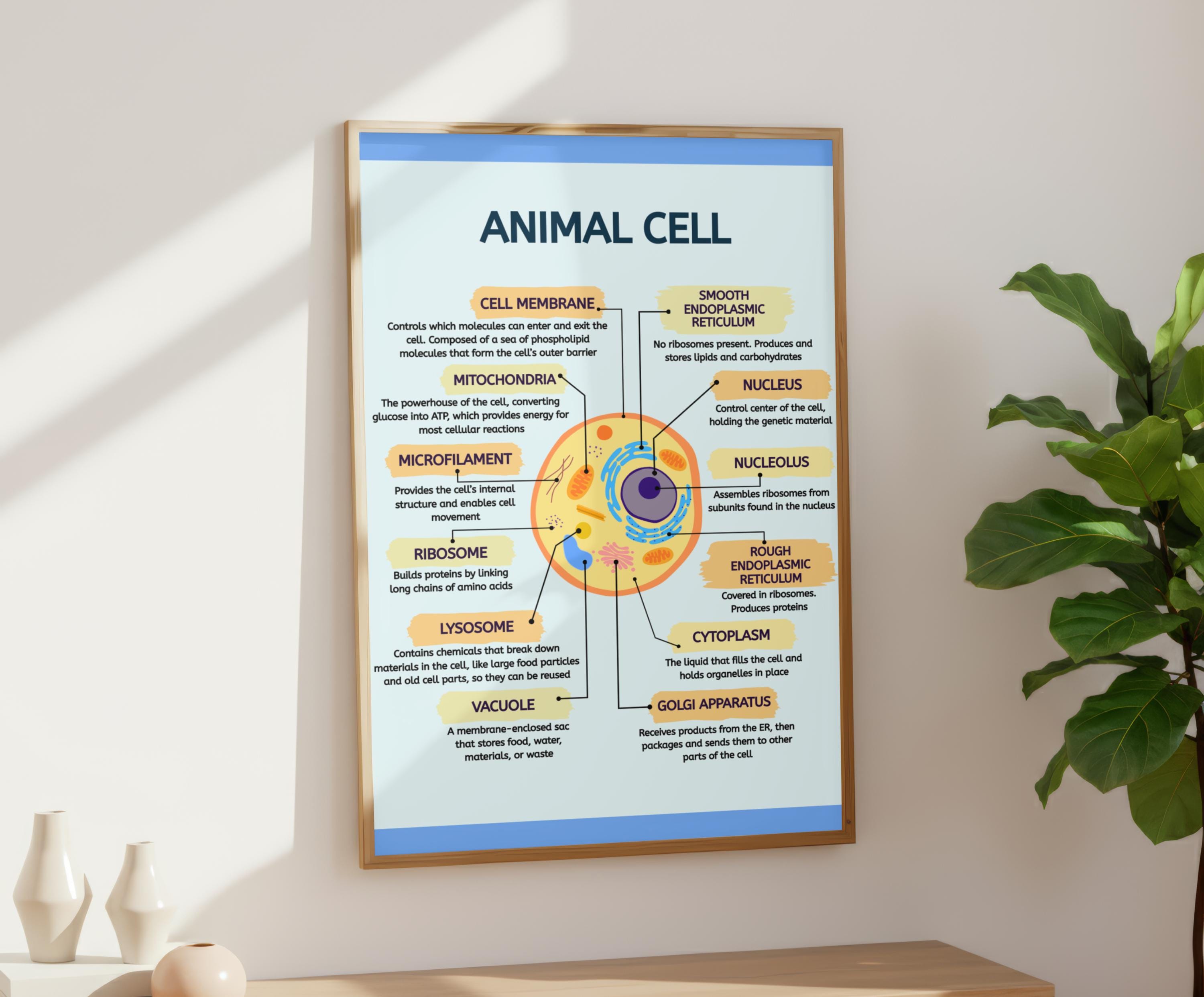 Animal Cell Poster, Biology Classroom Decor, Cell Diagram Printable, Science Wall Art