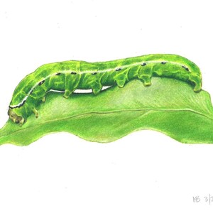 Caterpillar Colored Pencil Art Print, Vibrant Wall Art