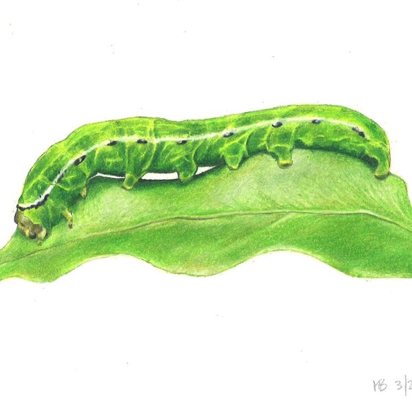 Caterpillar Art Etsy