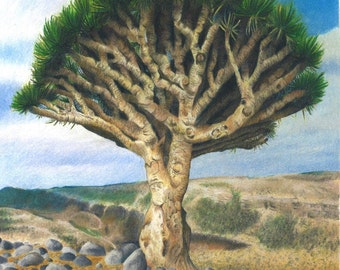 Dragon Blood Tree Colored Pencil Giclée Art Print, Wall Decor, Realistic Wall Art, Rare Tree Art, Landscapes