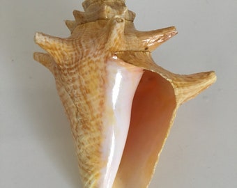 Old vintage shell lambis queen conch vintage 15 cm