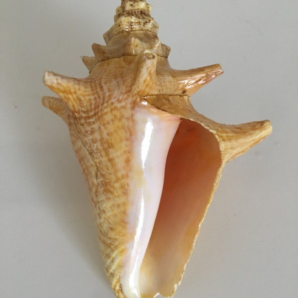 Old vintage shell lambis queen conch vintage 15 cm